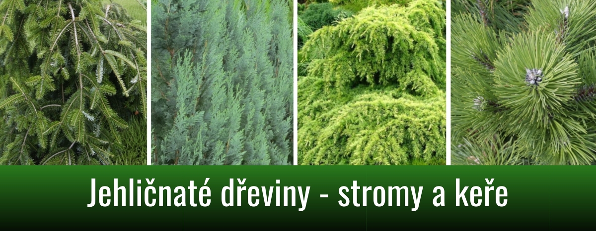 kategorie_Jehlicnate 01OB m canva